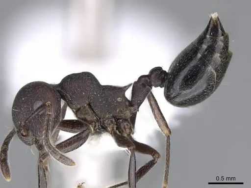 Crematogaster formosa specimen CASENT0914567 image casent0914567_3