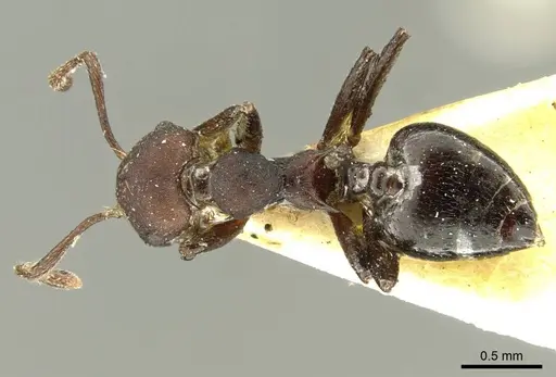 Crematogaster formosa specimen CASENT0919702 image casent0919702_1