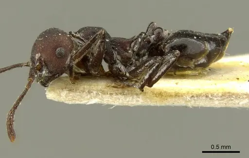 Crematogaster formosa specimen CASENT0919702 image casent0919702_3