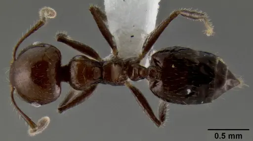 Crematogaster fraxatrix specimen CASENT0193576 image casent0193576_1