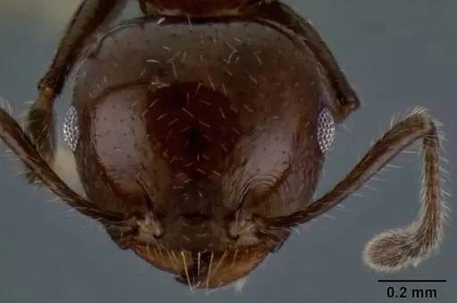 Crematogaster fraxatrix specimen CASENT0193576 image casent0193576_2
