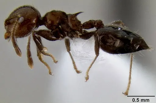 Crematogaster fraxatrix specimen CASENT0193576 image casent0193576_3
