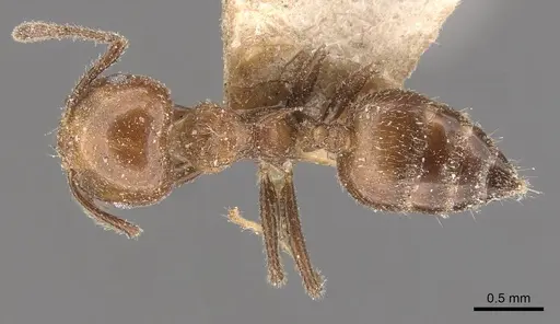 Crematogaster fraxatrix specimen CASENT0908581 image casent0908581_1
