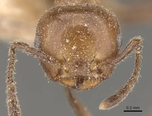 Crematogaster fraxatrix specimen CASENT0908581 image casent0908581_2
