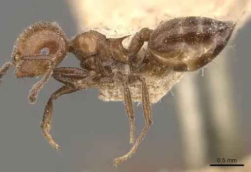 Crematogaster fraxatrix specimen CASENT0908581 image casent0908581_3