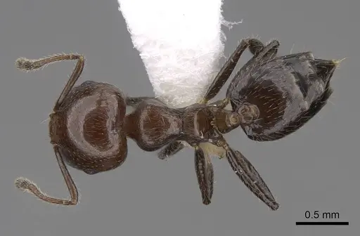 Crematogaster fraxatrix specimen CASENT0922677 image casent0922677_1