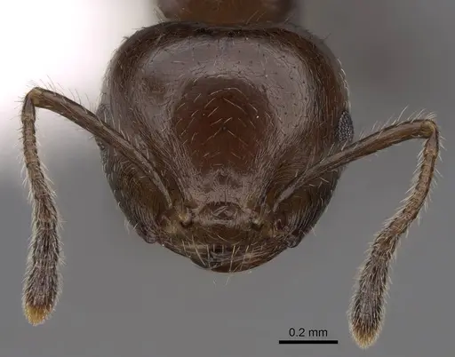 Crematogaster fraxatrix specimen CASENT0922677 image casent0922677_2