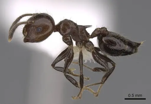 Crematogaster fraxatrix specimen CASENT0922677 image casent0922677_3