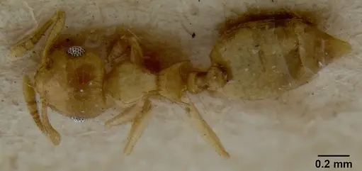 Crematogaster fritzi specimen CASENT0171221 image casent0171221_1