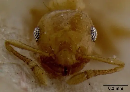 Crematogaster fritzi specimen CASENT0171221 image casent0171221_2