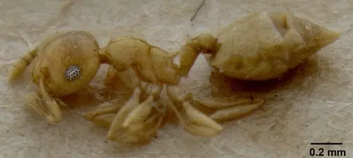 Crematogaster fritzi specimen CASENT0171221 image casent0171221_3