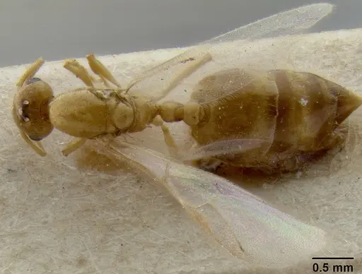 Crematogaster fritzi specimen CASENT0171222 image casent0171222_1