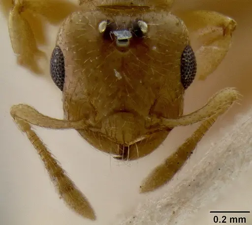 Crematogaster fritzi specimen CASENT0171222 image casent0171222_2