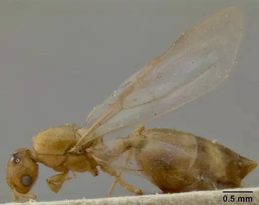 Crematogaster fritzi specimen CASENT0171222 image casent0171222_3