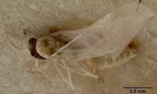 Crematogaster fritzi specimen CASENT0171223 image casent0171223_1