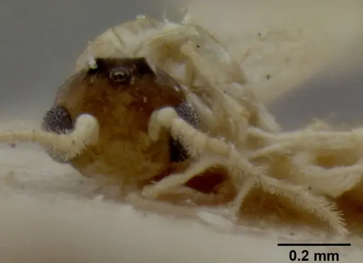Crematogaster fritzi specimen CASENT0171223 image casent0171223_2