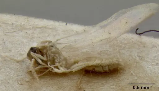 Crematogaster fritzi specimen CASENT0171223 image casent0171223_3