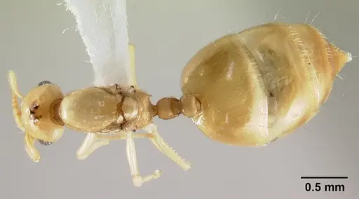 Crematogaster fritzi specimen CASENT0178366 image casent0178366_1