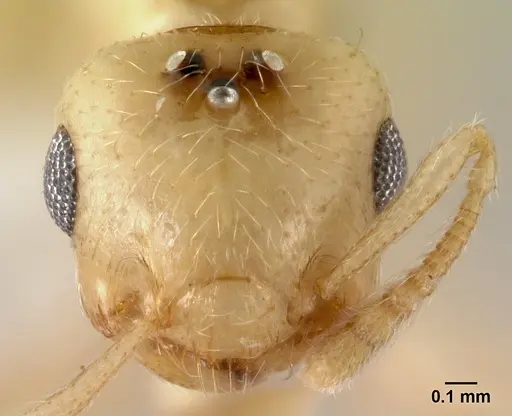 Crematogaster fritzi specimen CASENT0178366 image casent0178366_2