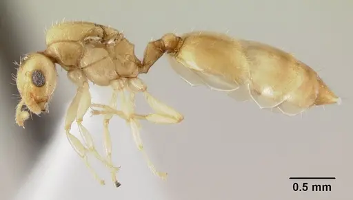 Crematogaster fritzi specimen CASENT0178366 image casent0178366_3