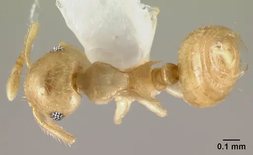 Crematogaster fritzi specimen CASENT0178367 image casent0178367_1