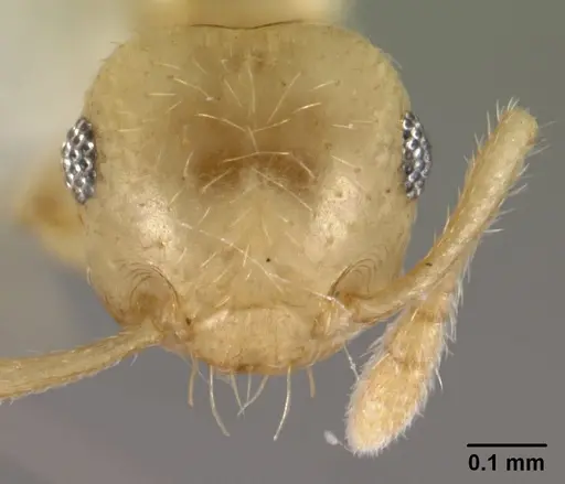 Crematogaster fritzi specimen CASENT0178367 image casent0178367_2
