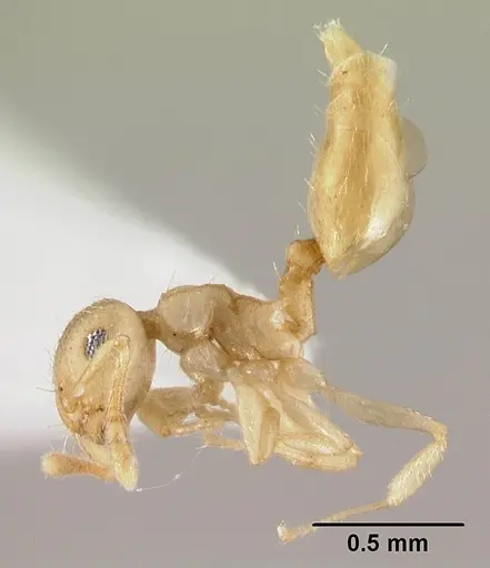Crematogaster fritzi specimen CASENT0178367 image casent0178367_3
