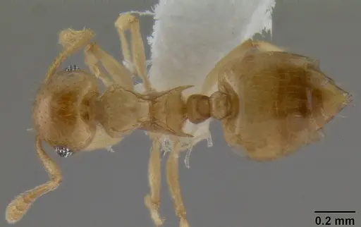 Crematogaster fritzi specimen CASENT0193803 image casent0193803_1