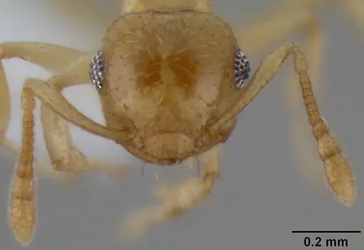 Crematogaster fritzi specimen CASENT0193803 image casent0193803_2