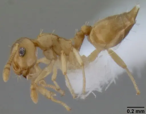Crematogaster fritzi specimen CASENT0193803 image casent0193803_3