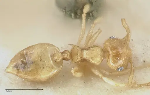 Crematogaster fritzi specimen FOCOL1631-1 image focol1631-1_1