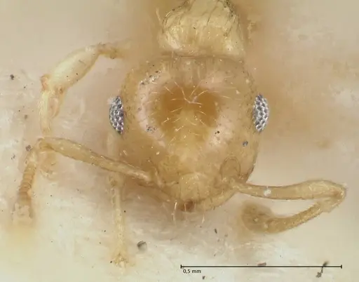Crematogaster fritzi specimen FOCOL1631-1 image focol1631-1_2