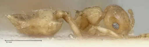 Crematogaster fritzi specimen FOCOL1631-1 image focol1631-1_3