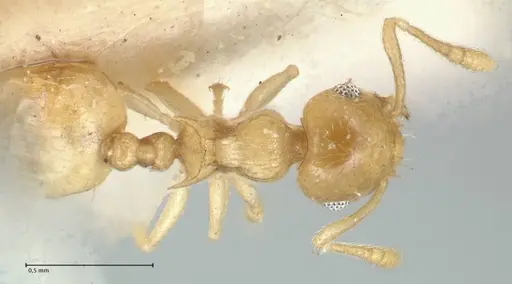 Crematogaster fritzi specimen FOCOL1631-2 image focol1631-2_1