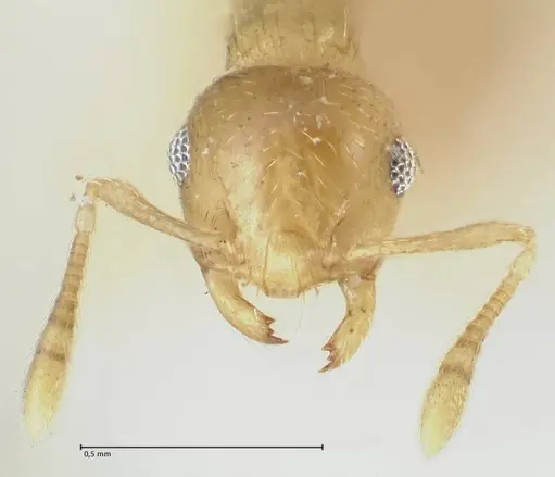 Crematogaster fritzi specimen FOCOL1631-2 image focol1631-2_2