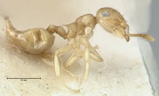 Crematogaster fritzi specimen FOCOL1631-2 image focol1631-2_3