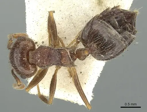 Crematogaster frivola specimen CASENT0902134 image casent0902134_1