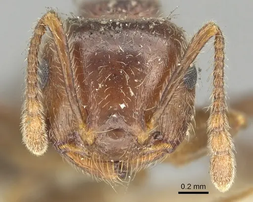 Crematogaster frivola specimen CASENT0902134 image casent0902134_2