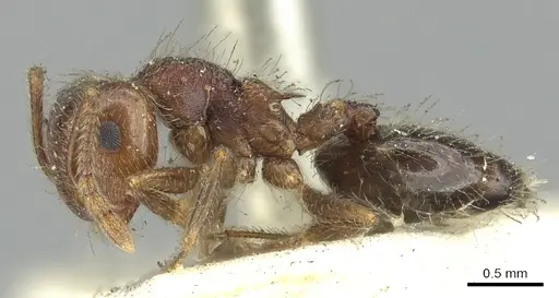 Crematogaster frivola specimen CASENT0902134 image casent0902134_3