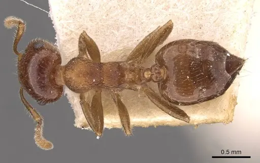 Crematogaster frivola specimen CASENT0908377 image casent0908377_1