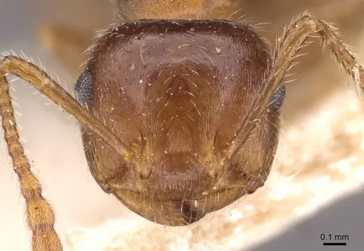 Crematogaster frivola specimen CASENT0908377 image casent0908377_2