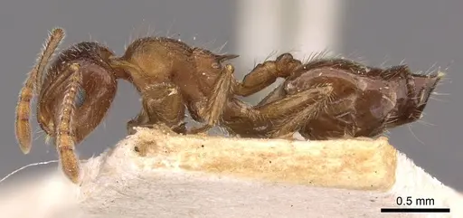 Crematogaster frivola specimen CASENT0908377 image casent0908377_3