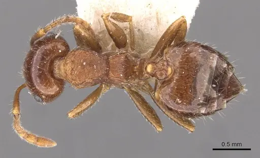 Crematogaster frivola specimen CASENT0908378 image casent0908378_1
