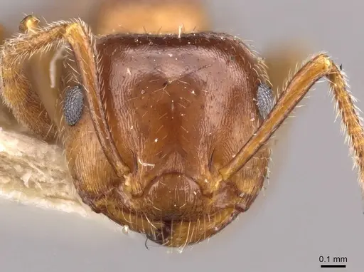 Crematogaster frivola specimen CASENT0908378 image casent0908378_2