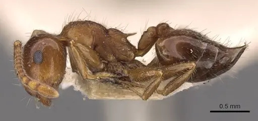 Crematogaster frivola specimen CASENT0908378 image casent0908378_3