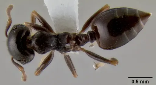 Crematogaster fruhstorferi specimen CASENT0193728 image casent0193728_1