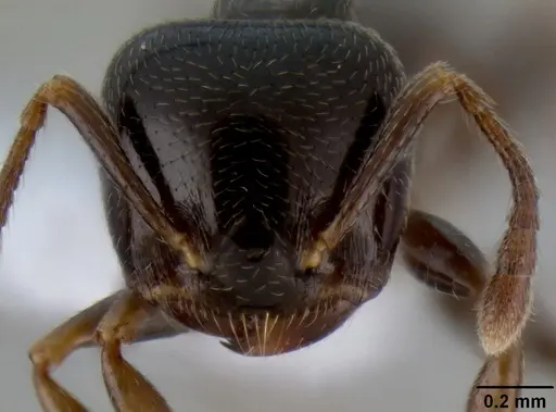 Crematogaster fruhstorferi specimen CASENT0193728 image casent0193728_2