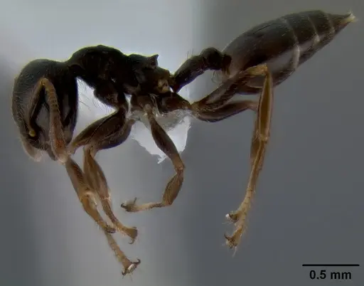 Crematogaster fruhstorferi specimen CASENT0193728 image casent0193728_3