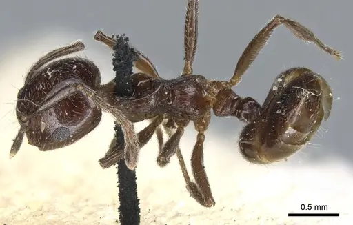 Crematogaster fruhstorferi specimen CASENT0904528 image casent0904528_1