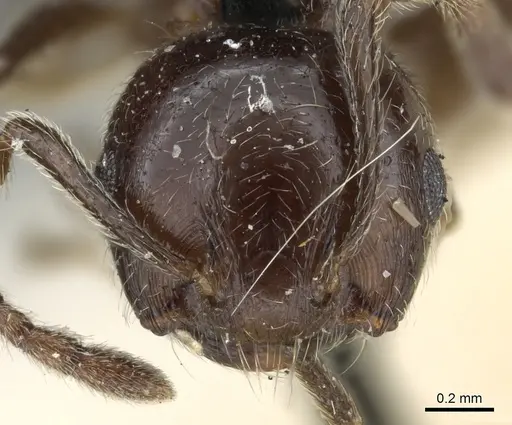 Crematogaster fruhstorferi specimen CASENT0904528 image casent0904528_2